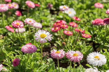 Obraz premium Pink Daisy Field Blossom In Spring
