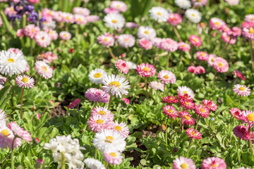 Obraz premium Pink Daisy Field Blossom In Spring