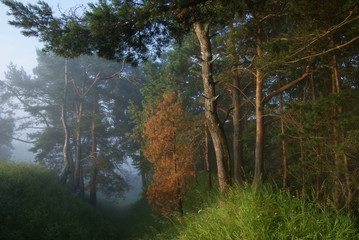 mysterious forest