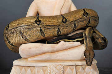 boa constrictor imperator 