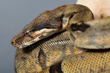 Obraz premium boa constrictor imperator 