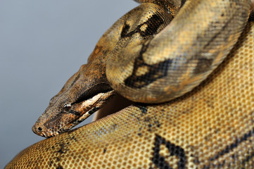 Fototapeta premium boa constrictor imperator reducced patern