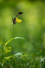 Scarpetta di Venere © andrea87pn