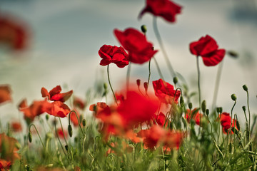Poppy Meadow