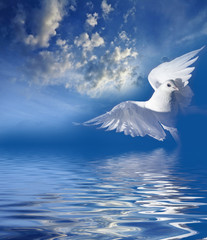 cloudy sky and white pigeon