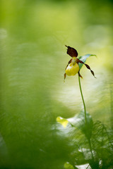 Scarpetta di Venere © andrea87pn