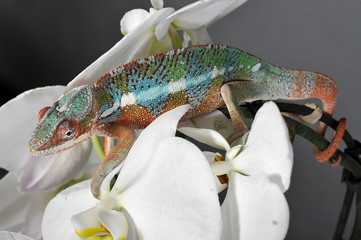 camémélon, furcifer pardalis ambilobe blue barre