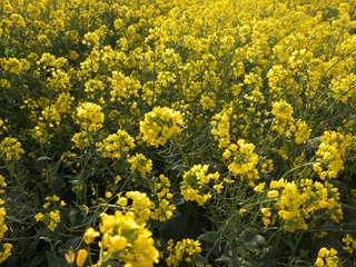 菜の花