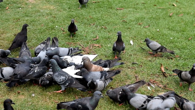 A flock of pigeons eating.