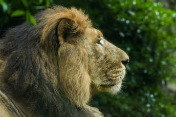 ライオン Profile of the lion
