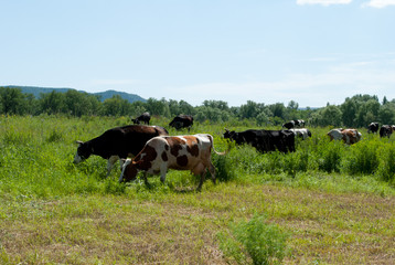 Cows graze on the wild meadow