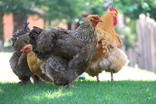 Coq