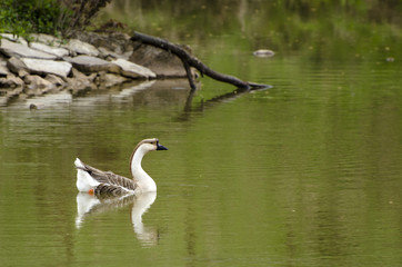 Oca cignoide nel lago
