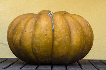 Zucca gialla