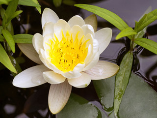 Zwerg-Seerose - Seerose - Blüte - Garten - Teichpflanze