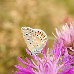 Männlicher Himmelblauer Bläuling auf Wiesen-Flockenblume / 
Male Adonis blue on meadows knapweed