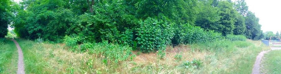 Obraz premium Forest