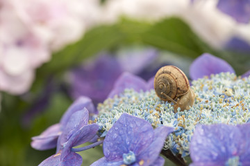 紫陽花とカタツムリ
