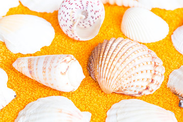 Seashells