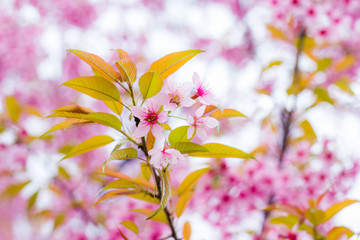 Obraz premium Wild Himalayan Cherry flower with pink background