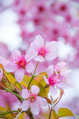 Wild Himalayan Cherry flower with pink background