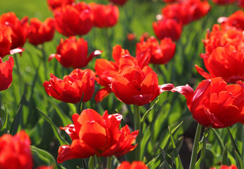 Obraz premium Beautiful red tulips