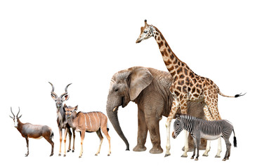Obraz na płótnie Canvas Giraffe, Elephant, Zebra, Blesbok antelopes and Kudu