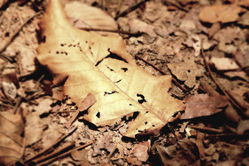 Dried leaves