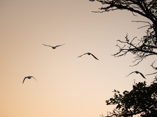 Fototapeta premium birds flying sunset