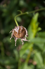 dried daisy