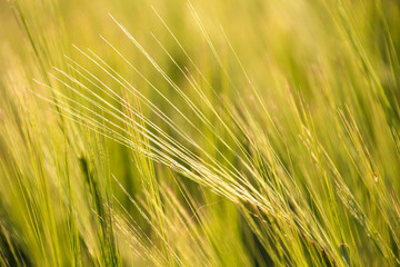 growth grain field