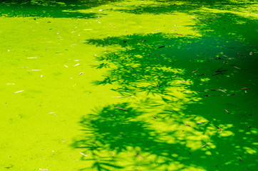 bamboo leave shadow on green pond