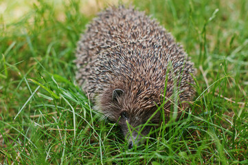 hedgehog on the green grass
