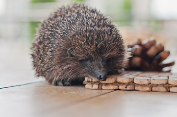 hedgehog on the wooden table with cons © AS Photo Family