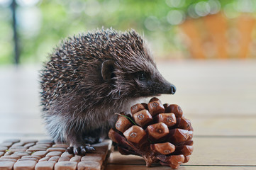 hedgehog on the wooden table with cons © AS Photo Family