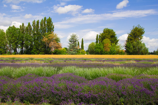 Campo di lavanda in estate