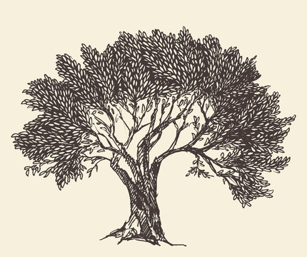 Vintage olive tree engraved background Hand drawn illustration vector