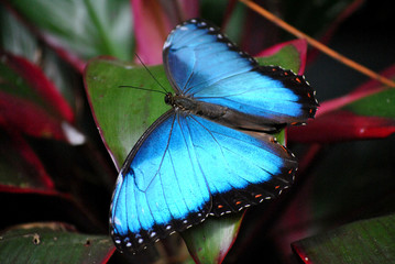 Fototapeta premium Blauer Morpho