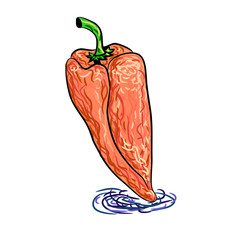 hand drawn peppers