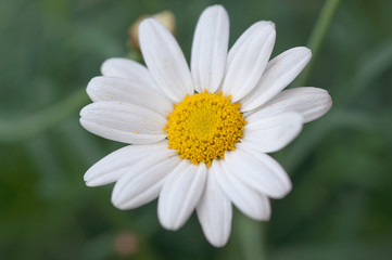 White daisy flower on green grass, Sweden.