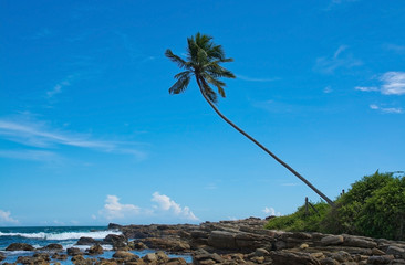 Coconut palm tree in rocky landscape in remote location, Southern Province, Sri Lanka, Asia.