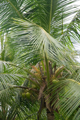 Obraz premium Coconut palm tree, lush green foliage closeup, Southern Province, Sri Lanka, Asia.