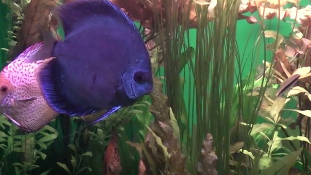 discus underwater shot