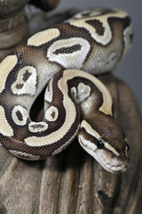 Python regius mojave
