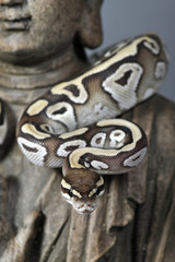 Python regius mojave