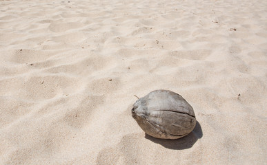 Dry coconut on a sandy beach in Sri Lanka, Asia.