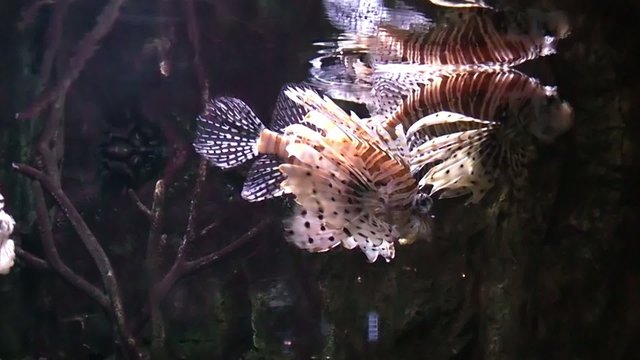 underwater shot of lion fish moving