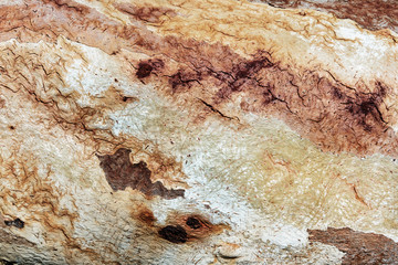 Close up of old tree bark textured