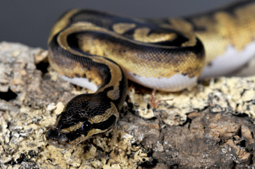 Python regius pied-ball