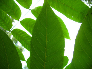 Fototapeta na wymiar structure of green leaf